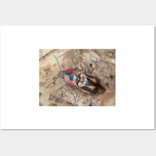 Click beetle identified as Selatosomus festivus Posters and Art